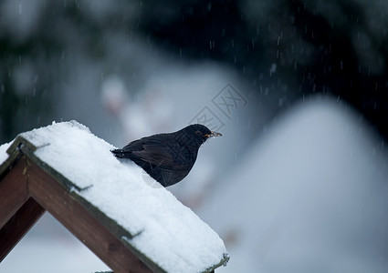 雪鸟桌上的黑鸟背景图片