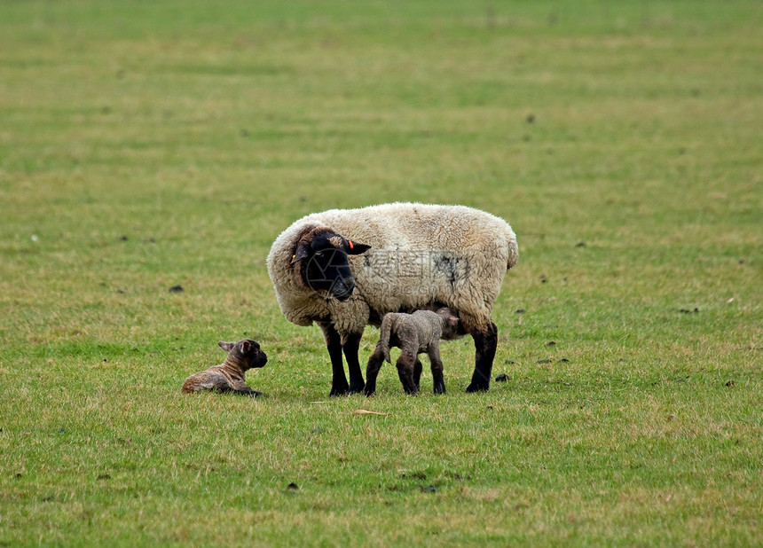 绵羊和羊羔新生母亲女性农场羔羊动物双胞胎哺乳动物黑色配种图片