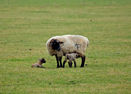绵羊和羊羔新生母亲女性农场羔羊动物双胞胎哺乳动物黑色配种背景图片