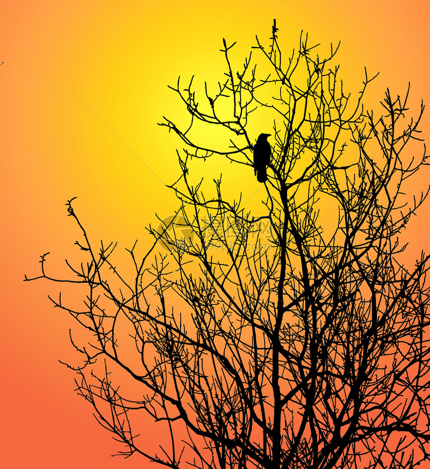 树上单鸟 背景阳光下太阳黄色日落闪光分支机构插图天空乌鸦红色图片
