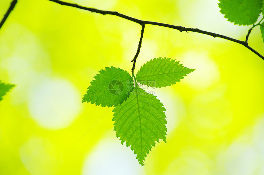 树叶环境森林叶子生长植物树木绿色宏观图片