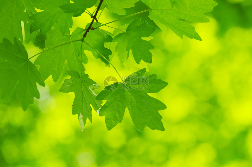 绿叶树木森林绿色树叶叶子宏观生长植物环境图片
