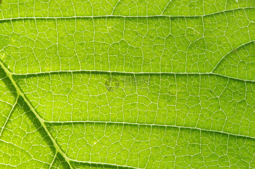 叶叶结构植物群光合作用生态生长叶子脉络线条宏观植物生活图片