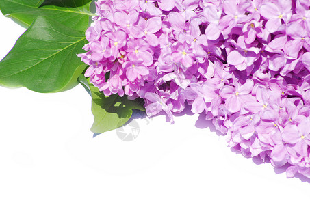 丁香花衬套叶子植物季节花束框架紫色植物学枝条白色背景图片