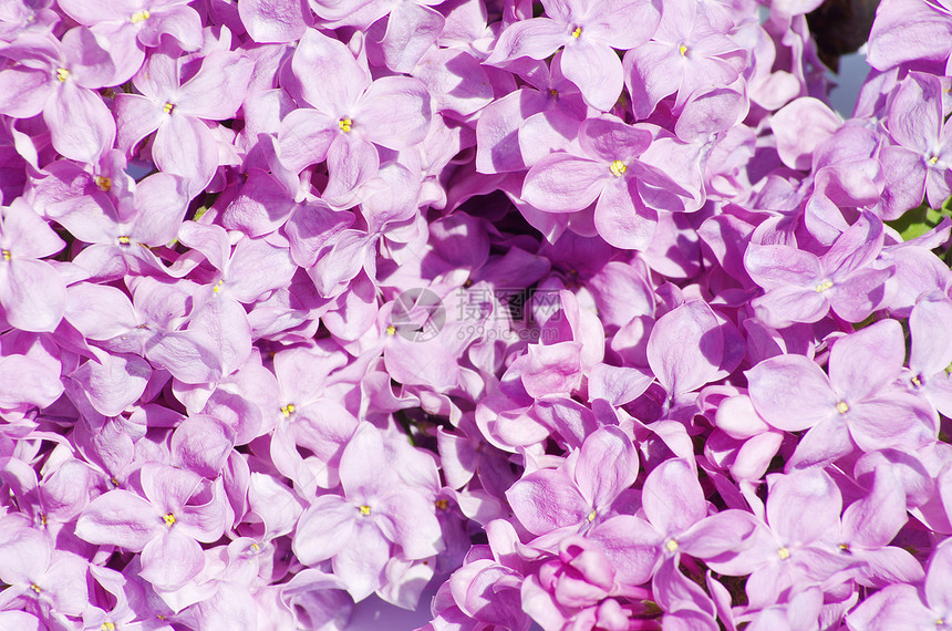 丁香花衬套花束叶子紫色季节枝条框架白色植物学植物图片