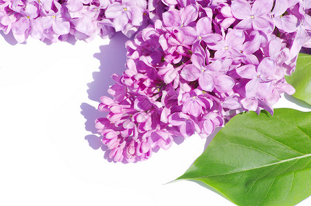 丁香花枝条紫色白色植物叶子框架植物学衬套季节花束背景图片