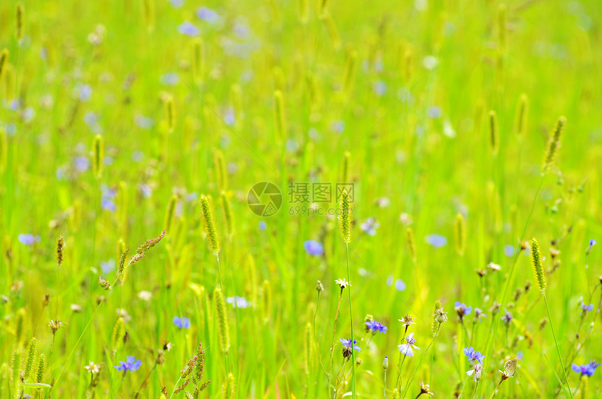 草毛茛蓝色阴影森林花瓣植物群公园植物花园宏观图片