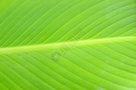 对称竹竿叶子绿叶季节脊柱环境生态静脉植物叶子绿色植物生活生长背景