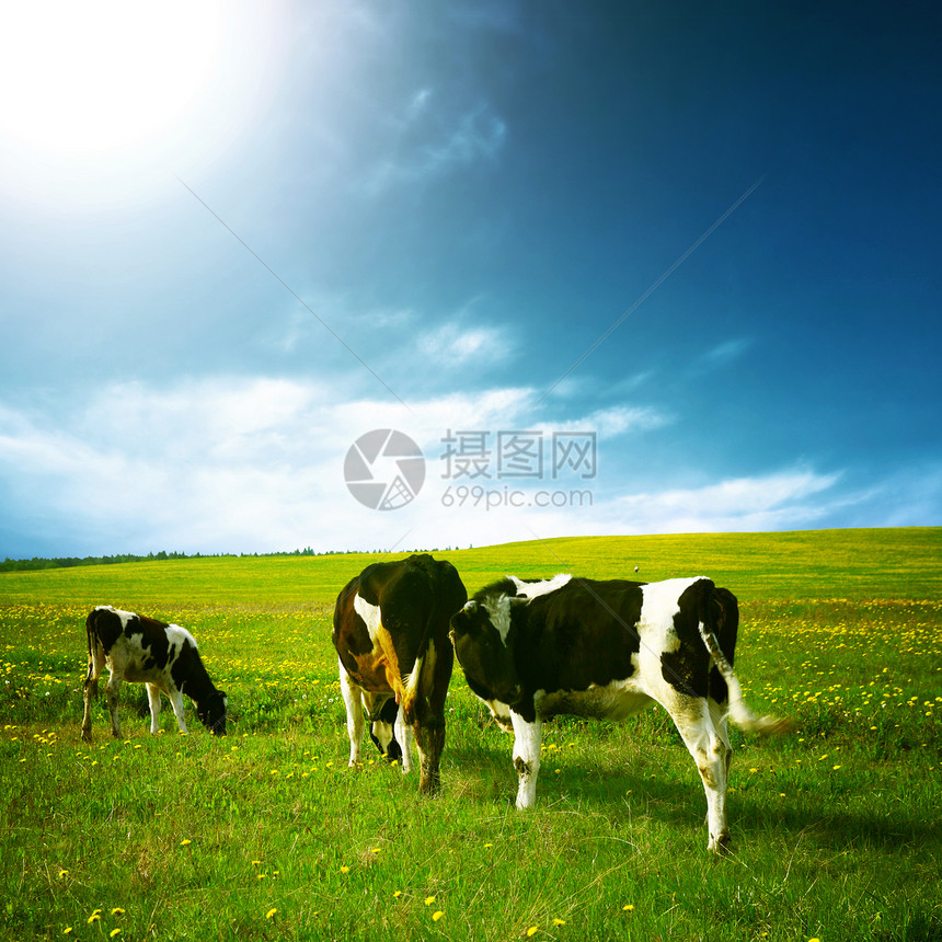 奶牛景观草地奶制品农田动物丘陵村庄草原牧羊人牛奶阳光图片