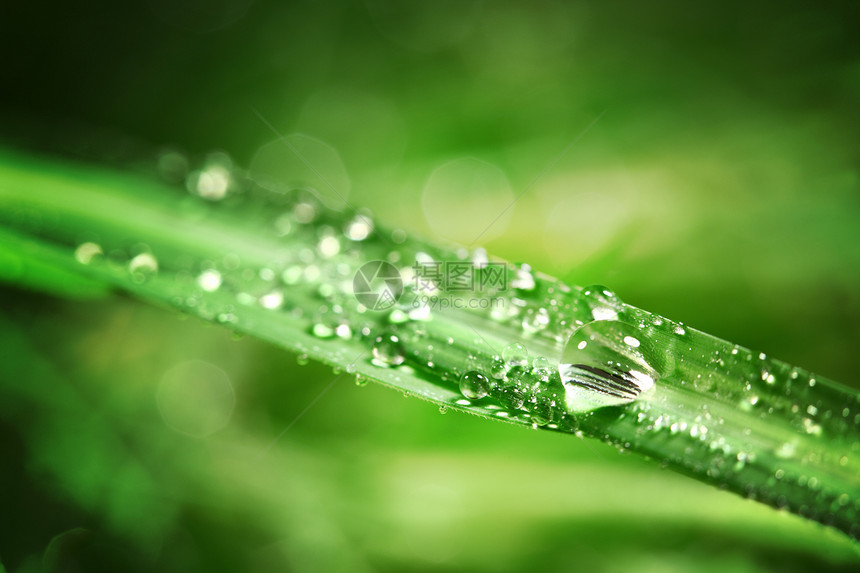 草地上滴水刀刃气候生活水滴生长反射雨滴阳光背景植物图片