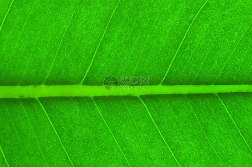 叶子生长线条戏剧性环境光合作用植物植物群生态绿色生活图片