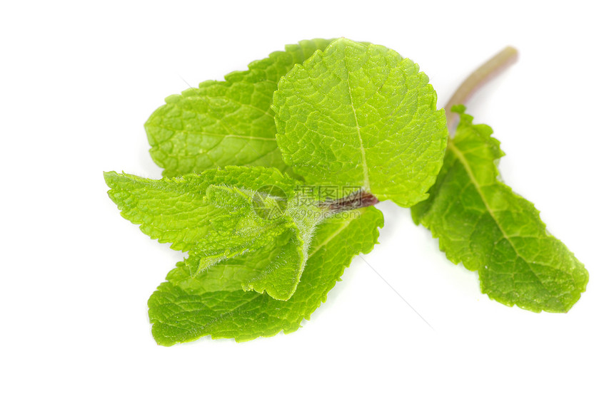 绿色绿薄膜药品白色食物薄荷园艺草本植物芳香叶子烹饪植物图片