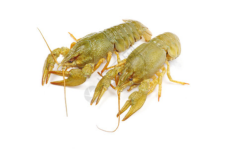 龙虾美食红色午餐白色食物海鲜螃蟹小龙虾背景图片