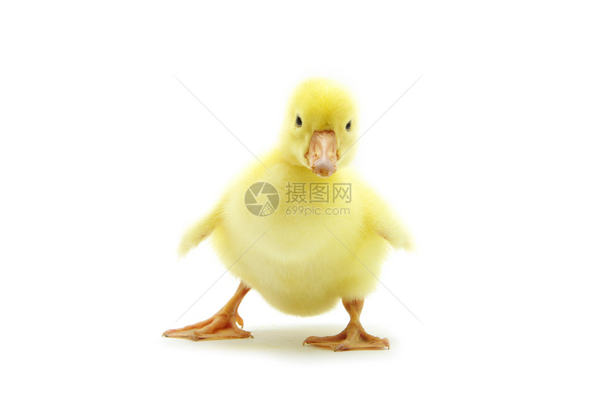 地精场地小鸭子羽毛雏鸟婴儿毯子小鹅鸭子黄色翅膀图片