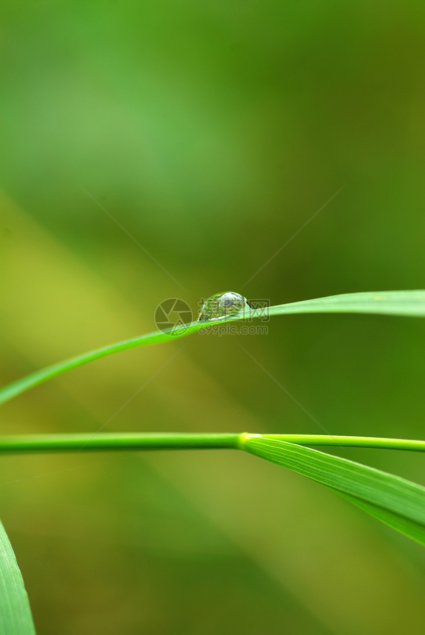 草地上滴水花园雨滴草本植物树叶液体绿色生长植物宏观图片