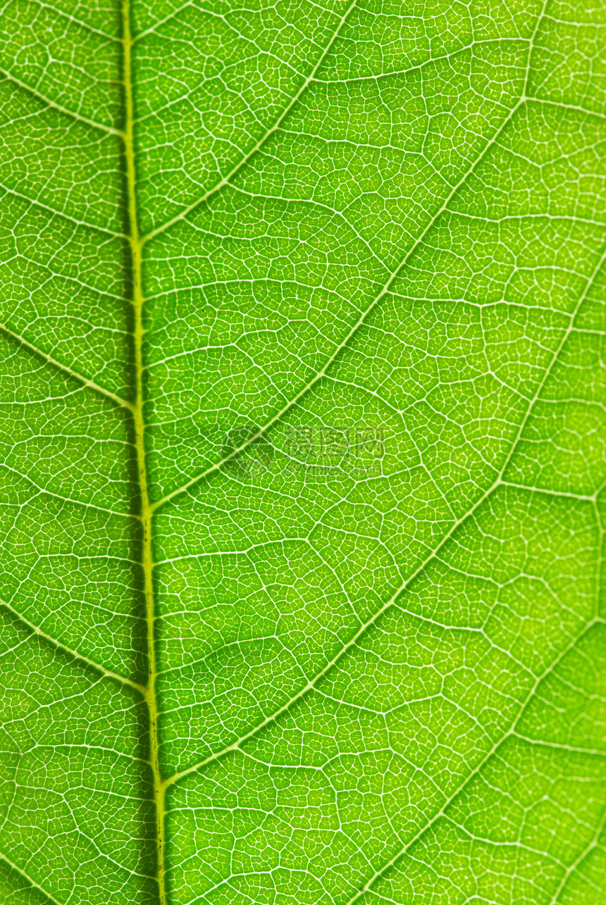 叶叶结构环境生态生长植物群生活宏观绿色光合作用线条脉络图片