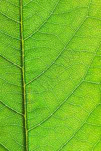 叶叶结构环境生态生长植物群生活宏观绿色光合作用线条脉络背景图片
