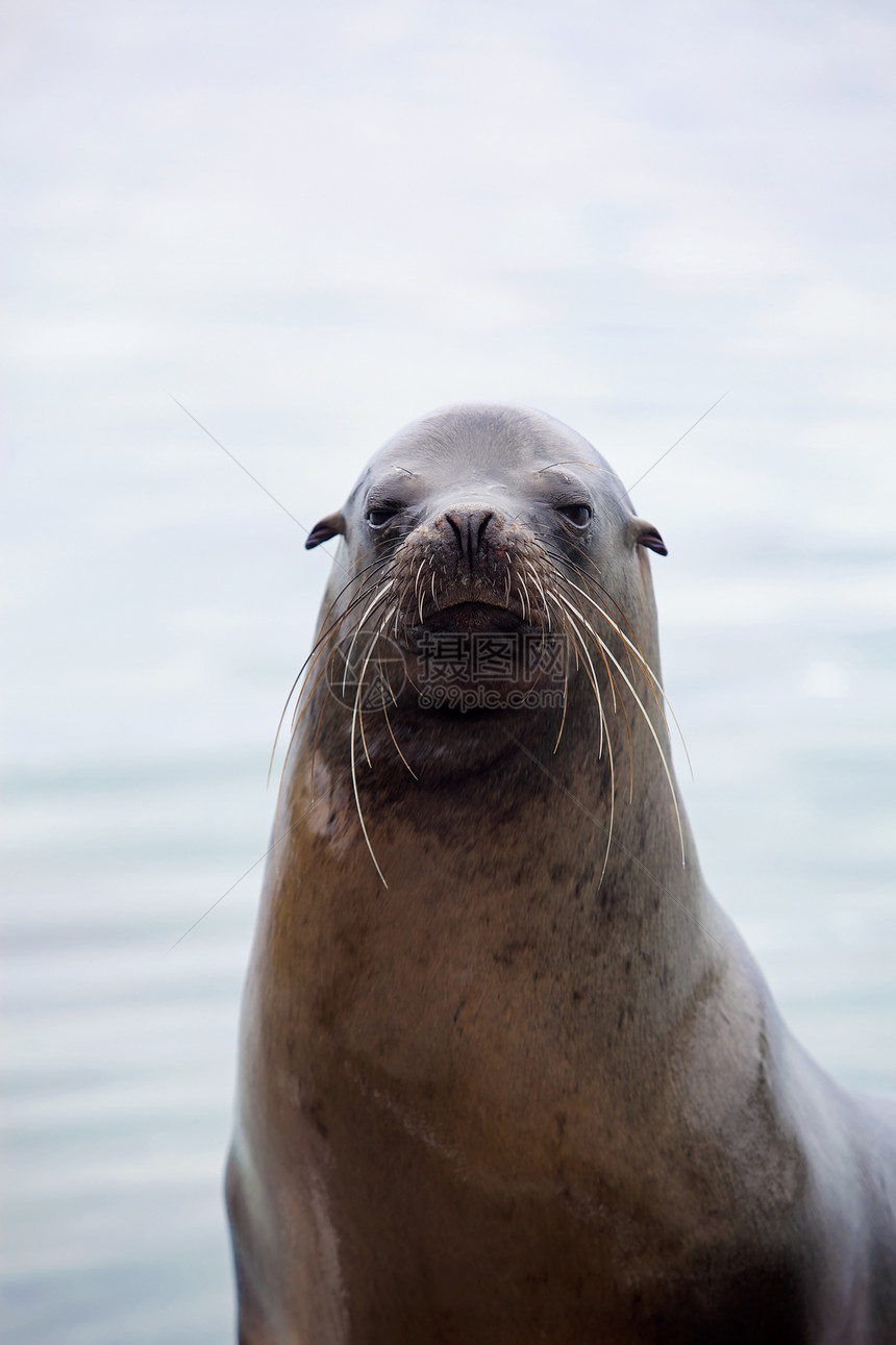 海狮肖像海豹毛皮海滩荒野晶须动物天堂哺乳动物濒危海洋图片