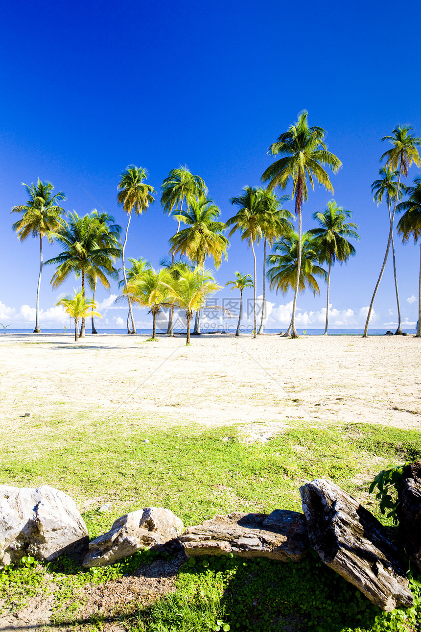 特立尼达马拉卡斯湾旅行海湾热带孤独海滩植被世界位置树木植物学图片