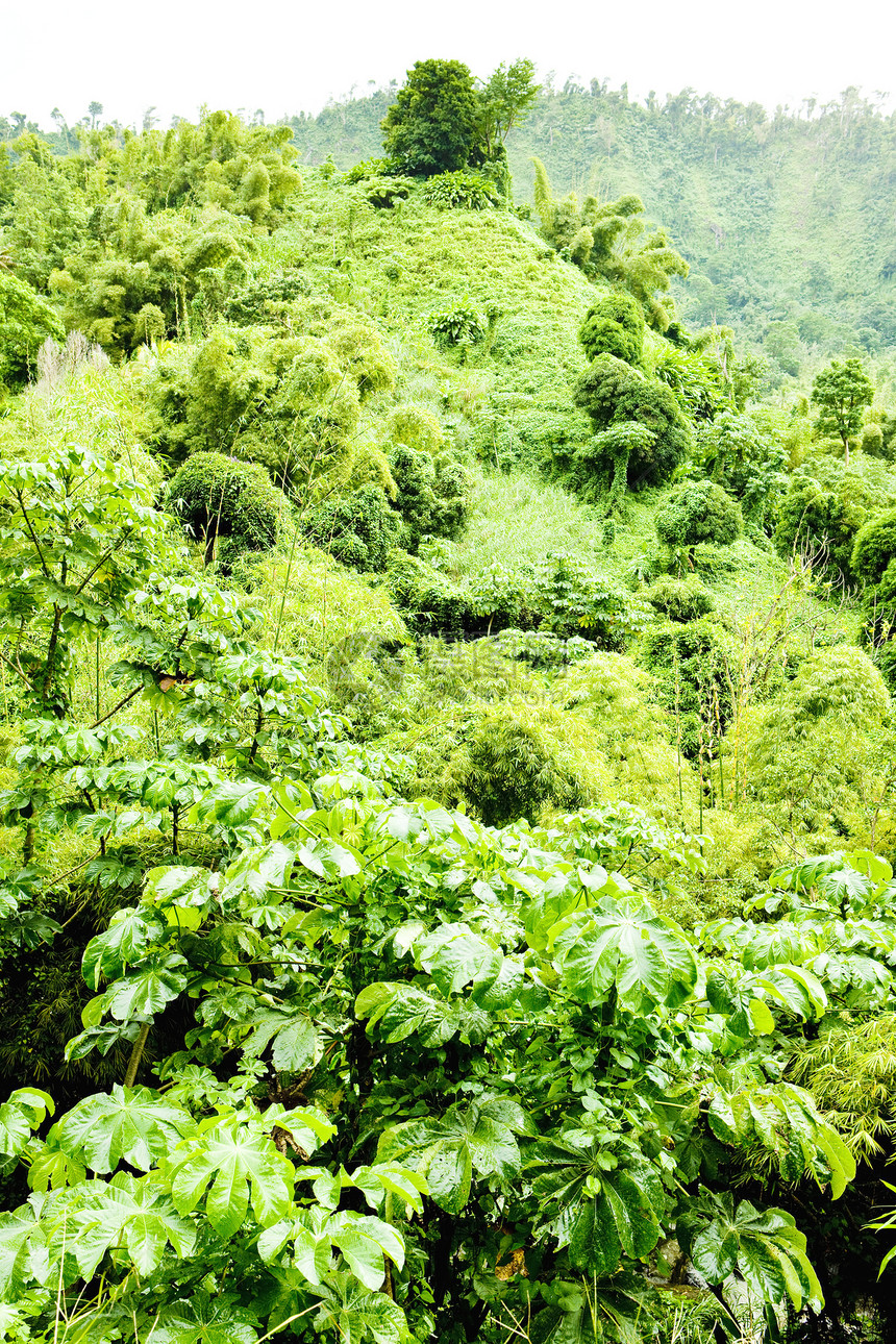 格林纳达内陆 加勒比植物学世界植被森林绿色植物群风景植物外观位置图片