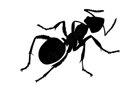 蚂蚁的力量白色背景上的矢量光影蚂蚁背景