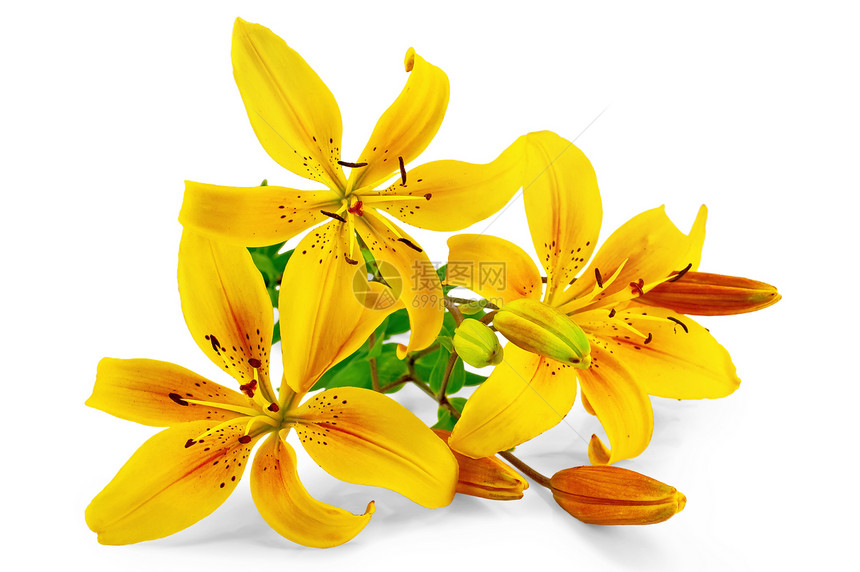 黄色绿色环境水平花瓣脆弱性百合礼物植物学白色叶子图片