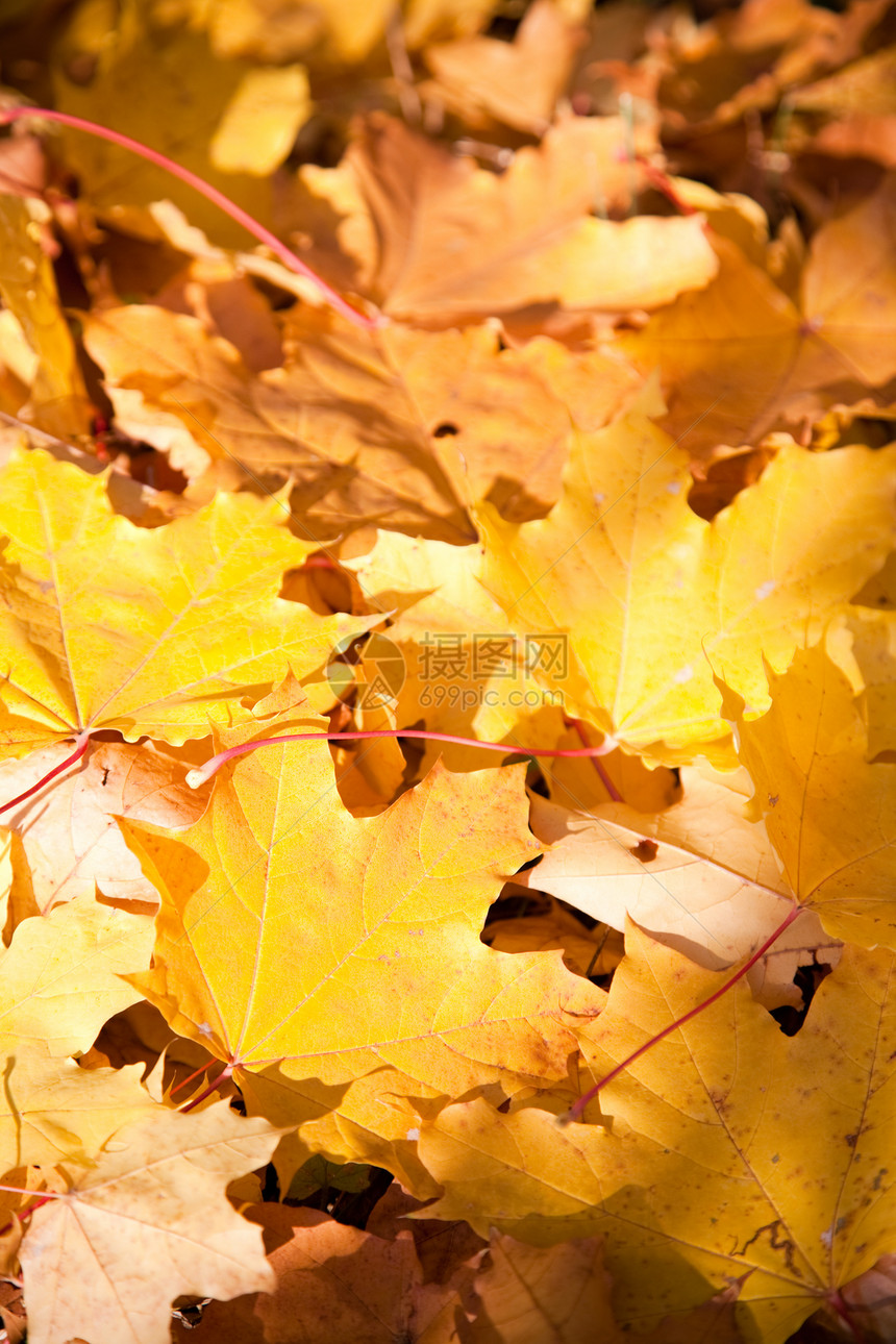 秋天的背景树叶叶子黄色季节图片