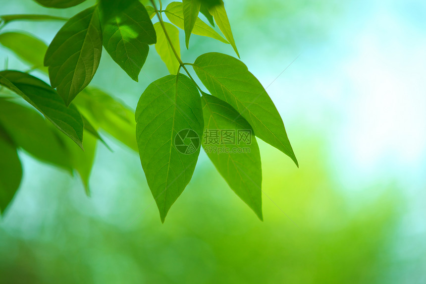 叶子环境树叶木头绿色生长水平植物森林图片
