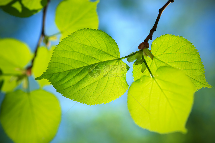 性质连接生长叶子树木森林环境绿色树叶水平植物概念图片