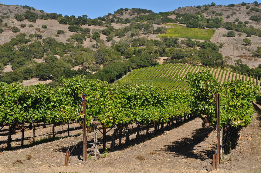 纳帕河谷加利福尼亚葡萄酒图片