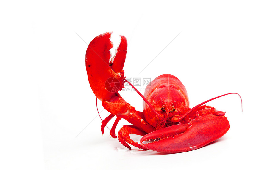 你好 龙虾午餐烹饪工作室动物海洋奢华小龙虾市场甲壳营养图片