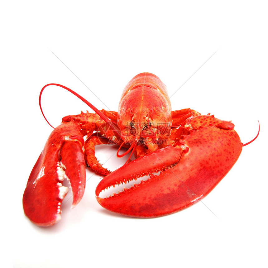 孤立龙虾天线奢华菜单营养用餐海洋工作室海鲜动物食物图片