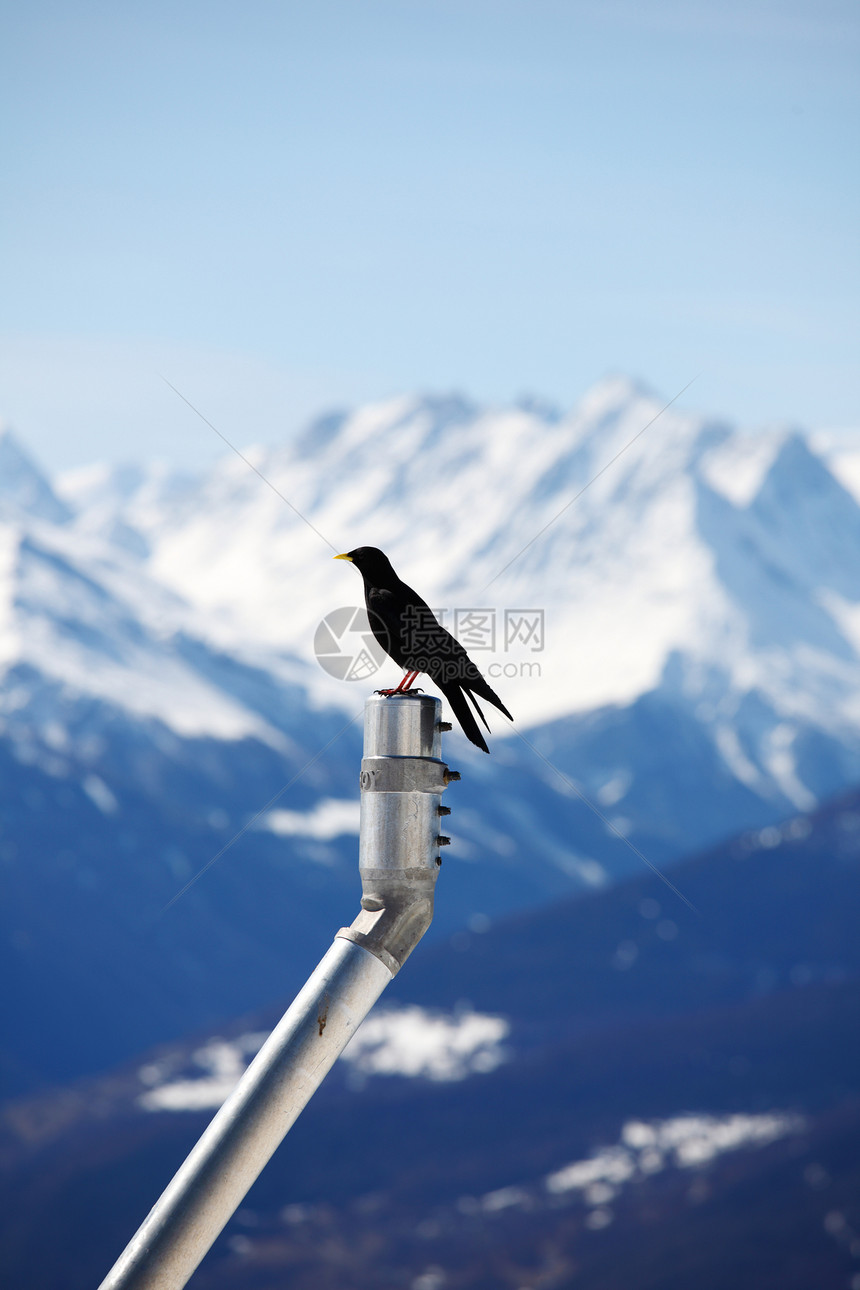 群山鸟野生动物岩石鸟类学荒野季节松树蓝色滑雪旅行动物图片
