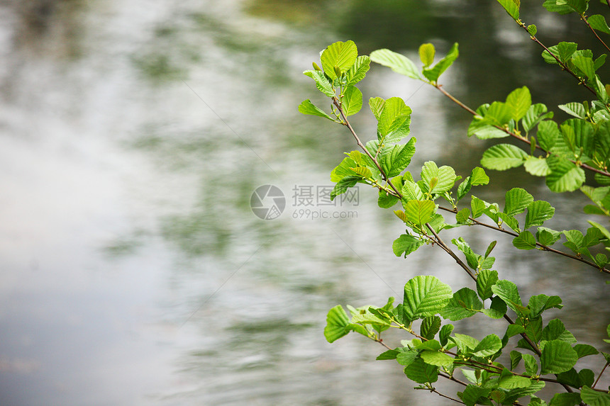 绿色分支太阳环境季节分支机构树叶宏观天空文化阳光叶子图片