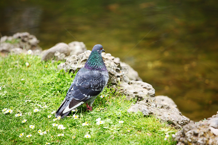 鸽草花园国家自由荒野翅膀动物宏观羽毛眼睛公园图片