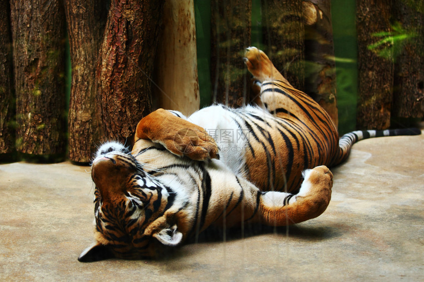 老虎耳朵捕食者危险毛皮岩石生物动物园生态橙子条纹图片