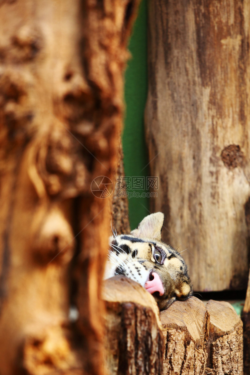 老虎生物食肉荒野危险动物头发橙子丛林鼻子条纹图片