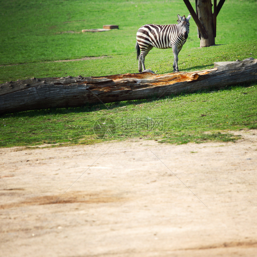 斑马白色脖子条纹马属野生动物动物公园草原哺乳动物游戏图片