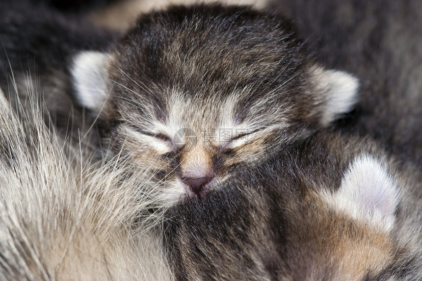 睡觉的猫小动物小猫新生瞌睡哺乳动物动物睡眠宠物休息小狗图片