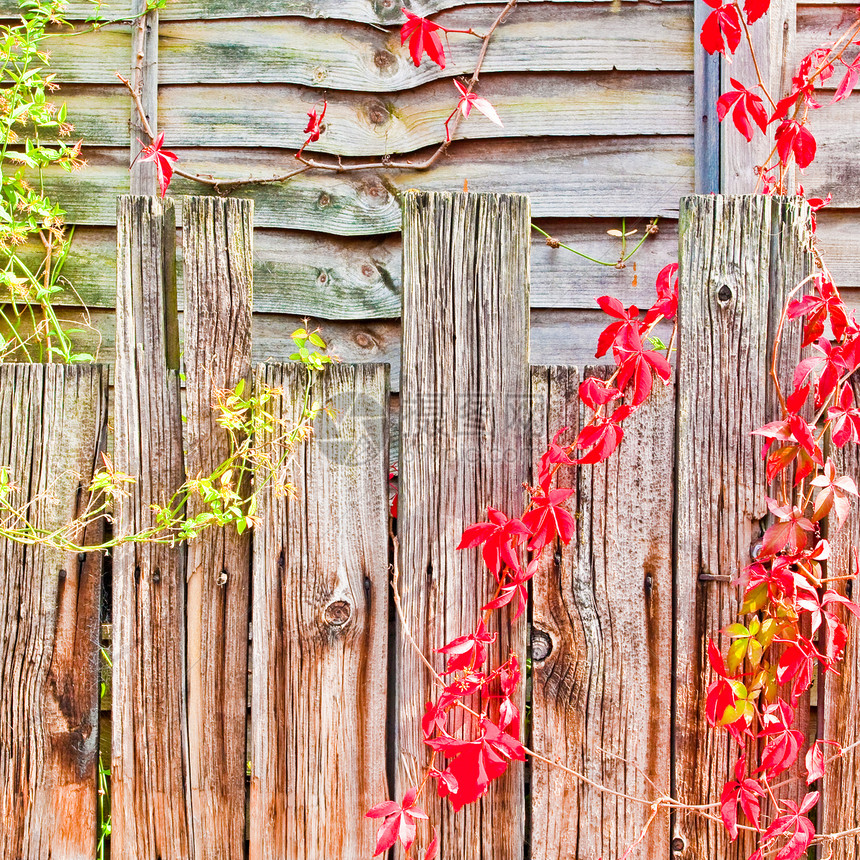栅栏背景背景生长藤蔓面板杂草木头红色正方形树叶花园植被图片