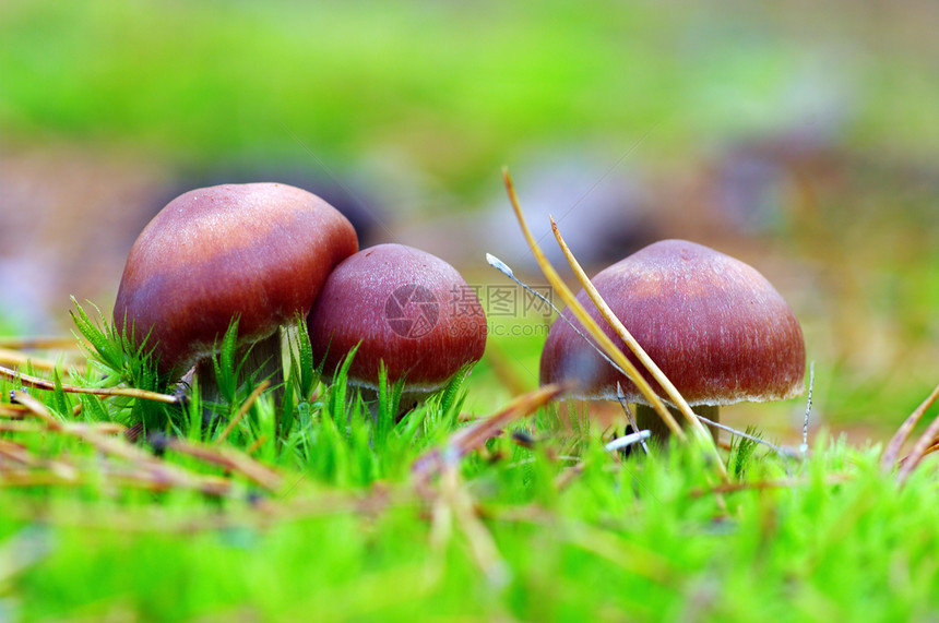 森林中生长的蘑菇香水苔藓美丽公园旅行生物学树木国家实体森林图片