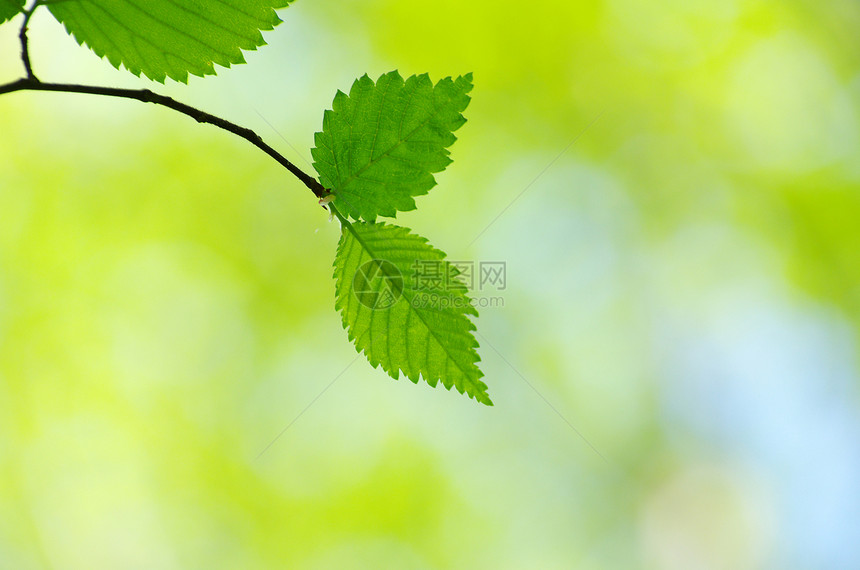绿叶生长绿色叶子树木环境森林树叶植物宏观图片