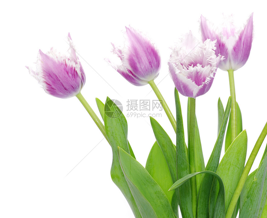 粉红色郁金香新娘绿色宏观情感粉色白色花瓣弹性叶子妈妈们图片