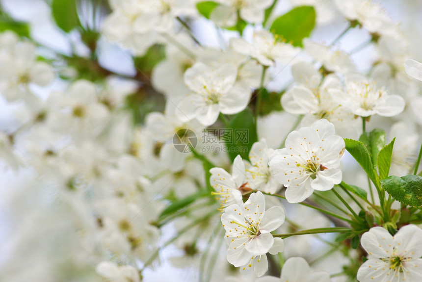 花朵季节性绿色白色花瓣图片