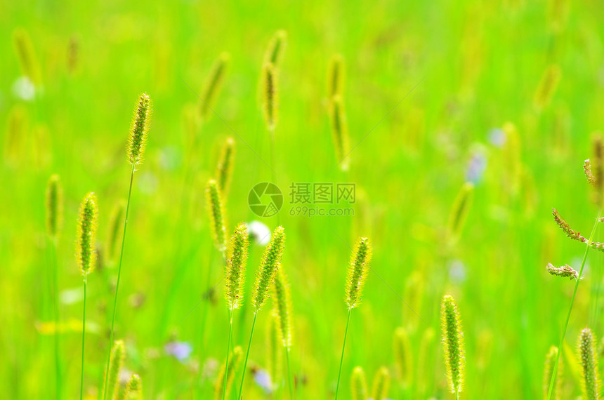 草宏观花瓣毛茛森林植物群阴影公园花园蓝色植物图片