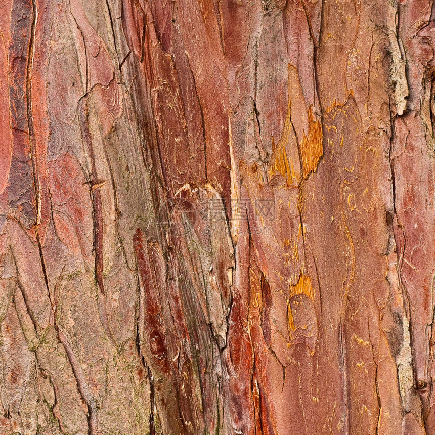 树皮背景正方形木头橙子地衣红色细节剥皮图片