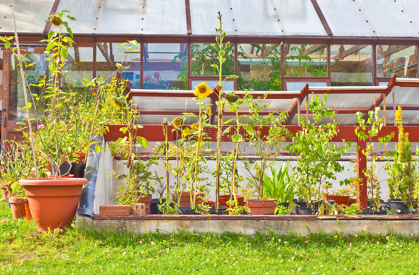 花园园生产玻璃向日葵绿色季节性花园园艺栽培植物学花朵图片