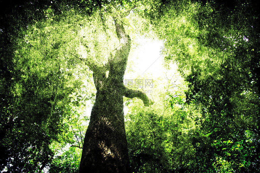 绿叶树木羊皮纸材料太阳帆布边界森林林地阴影阳光图片