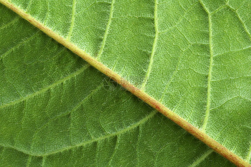 树叶背景环境生长植物群生活植物脉络叶子光合作用绿色线条图片