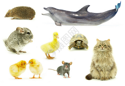 动物刺猬老鼠宠物小鹅哺乳动物背景图片